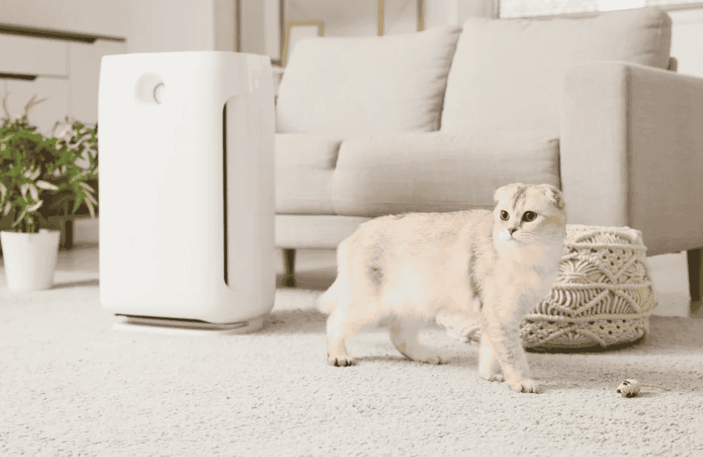 ติดตั้งเครื่องฟอกอากาศดับกลิ่นฉี่แมว